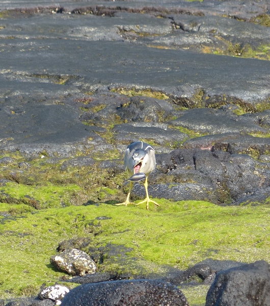 Black-crowned Night Heron